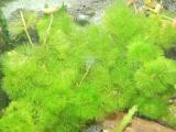 Akváriumi növények - Cabomba aquatica  óriás tündérhínár
